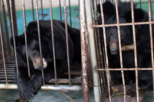 2010年4月19日 中国东部山东省威海市一个熊胆养殖场的笼子里饲养着两只熊 — 图库照片