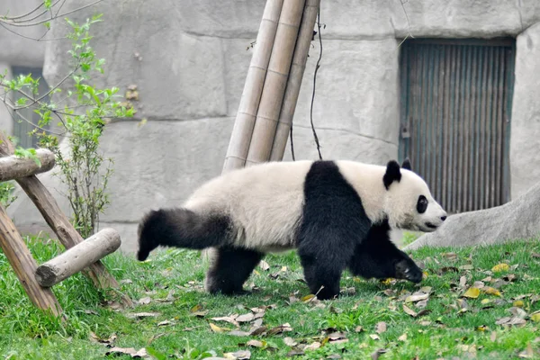 Egy Óriás Panda Látható Chengdu Kutatási Bázis Óriás Panda Tenyésztés — Stock Fotó