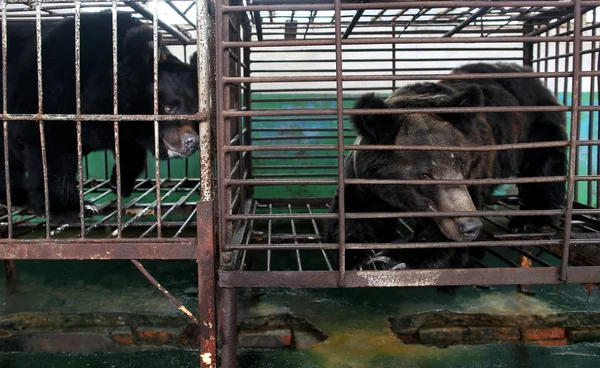 2010年4月19日 中国东部山东省威海市一个熊胆养殖场的笼子里饲养着两只熊 — 图库照片