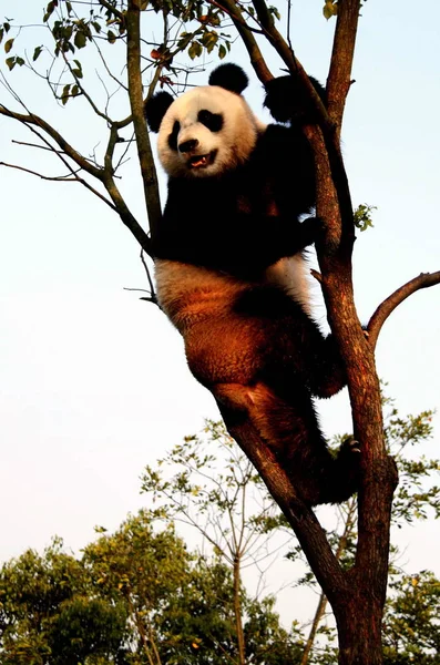 Panda Raffredda Albero Con Tempo Torrido Allo Xiuning Ecological Park — Foto Stock
