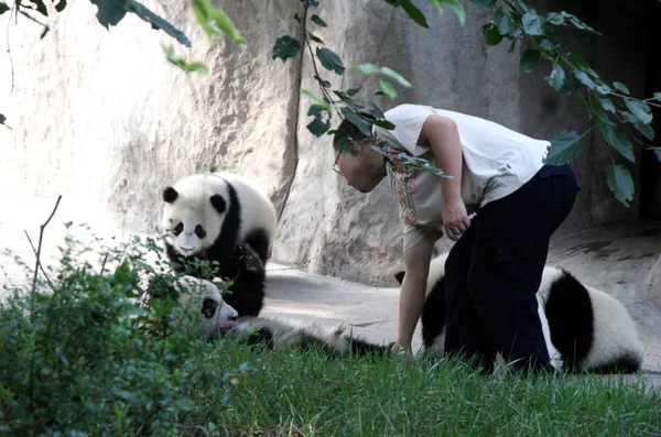 Personal Encarga Los Pandas Clima Abrasador Base Investigación Chengdu Cría — Foto de Stock