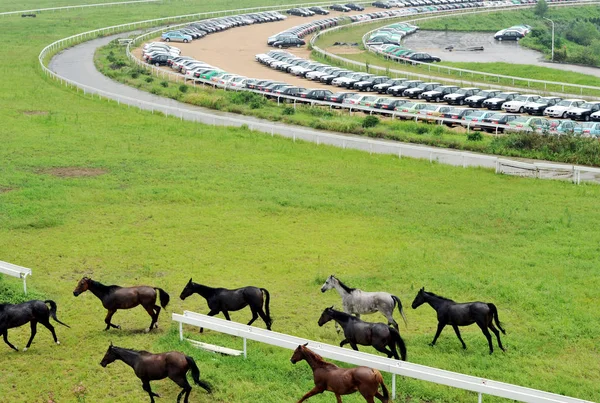 Los Caballos Pasan Por Delante Los Coches Nuevos Estacionados Hipódromo —  Fotos de Stock