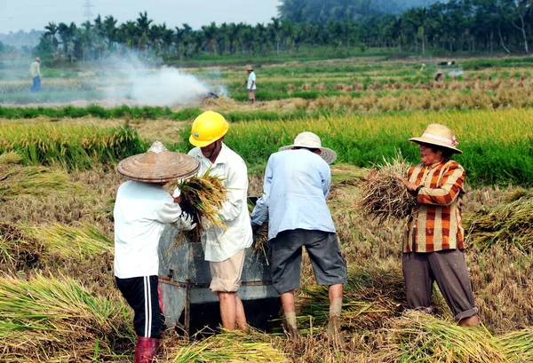 Κινέζοι Αγρότες Συγκομιδή Ρυζιού Στο Χωράφι Τους Στην Πόλη Τζίτζι — Φωτογραφία Αρχείου