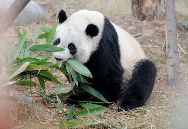 2010年3月15日 美国出生的大熊猫美兰在中国西南部四川省成都市成都大熊猫繁育研究中心吃竹子 — 图库照片