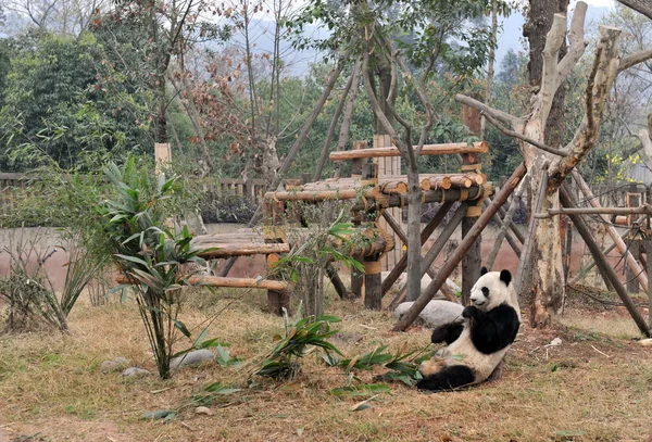Geboren Panda Mei Lan Eats Bamboe Het Chengdu Panda Breeding — Stockfoto