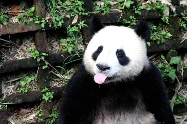 南西部 2010 中国四川省 成都ジャイアント パンダ繁殖の基地と成都研究でパンダを見てください — ストック写真
