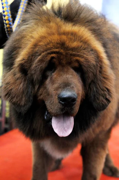 Mastino Tibetano Razza Pura Viene Esposto Durante Una Mostra Del — Foto Stock