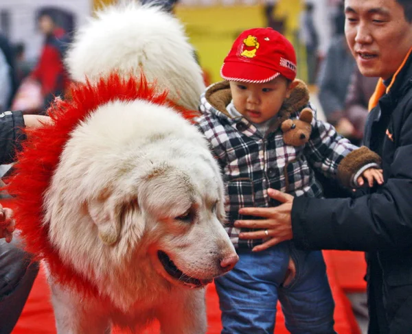 Niño Chino Muestra Interés Mastín Tibetano Durante Una Exposición Mastines —  Fotos de Stock