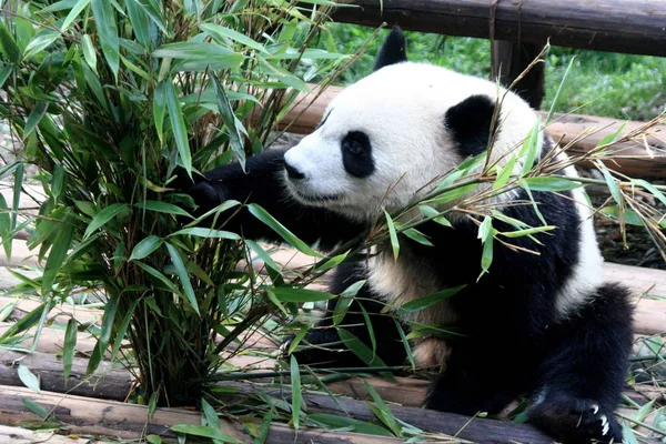 Ein Panda Frisst Frische Bambusse Schatten Der Forschungsbasis Des Großen — Stockfoto