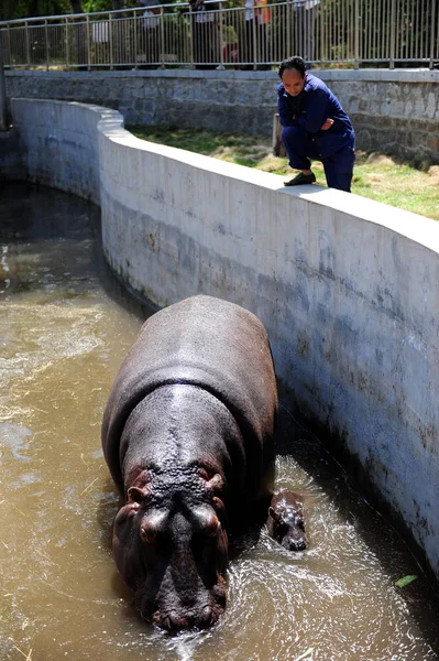 Die Jährige Nilpferd Quan Quan Besucht Ihr Neugeborenes Wasser Des — Stockfoto