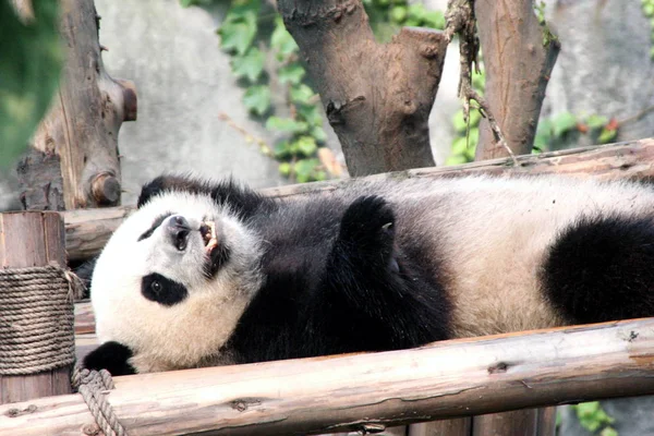 2010年8月3日 在中国西南四川省成都大熊猫繁育成都研究基地 一只熊猫在炎热的天气中在阴凉处降温 — 图库照片