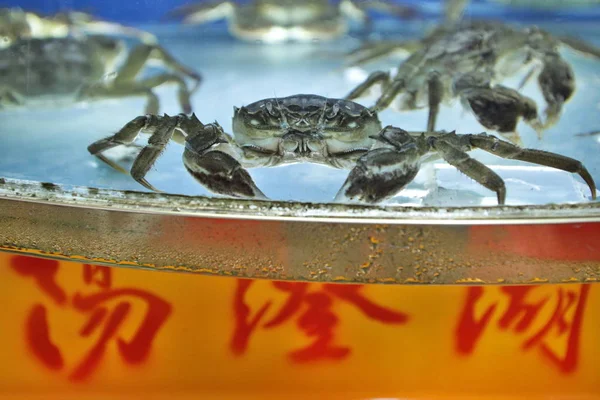 2010年8月25日 中国上海通川路海鲜市场的一家商店出售毛茸茸的螃蟹 — 图库照片
