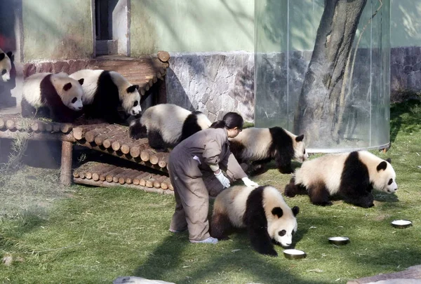 Una Raiser China Alimenta Los Pandas Gigantes Para Expo 2010 — Foto de Stock