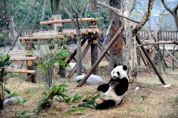 Mei Lan Nacido Estados Unidos Come Bambú Centro Investigación Cría —  Fotos de Stock