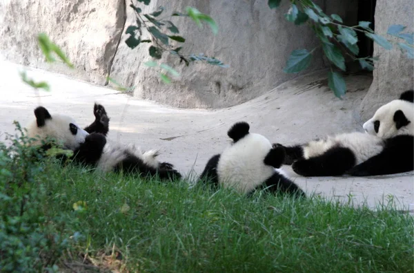 Pandas Kühlen Sich Bei Sengendem Wetter Schatten Forschungsstützpunkt Des Großen — Stockfoto