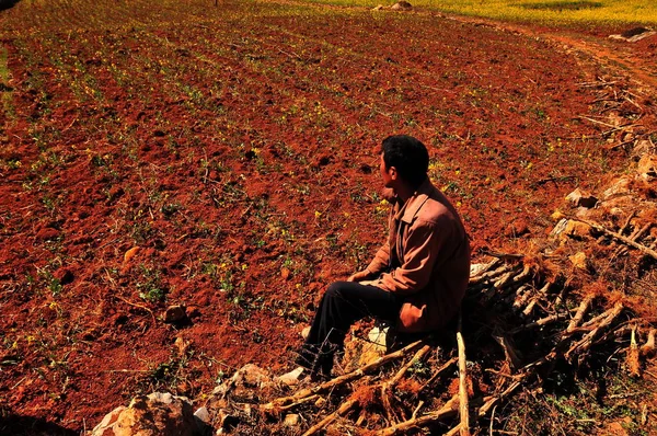 Chinese Farmer Looks His Dried Out Rape Field Luoping County — Stock Photo, Image
