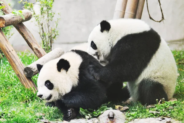 Pandas Gigantes São Vistos Base Pesquisa Chengdu Criação Panda Gigante — Fotografia de Stock