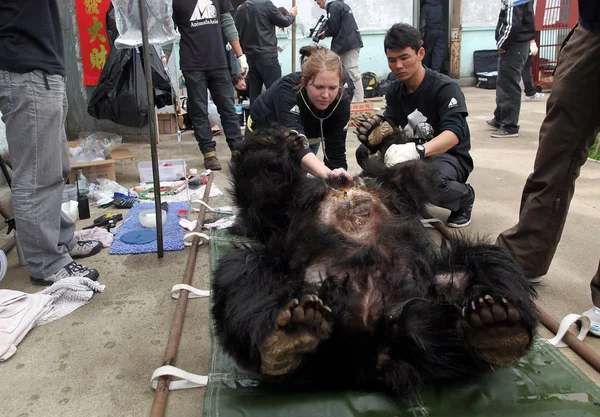 Munkatársai Állatok Ázsia Alapítvány Megvizsgálja Medve Egy Medve Epe Gazdaságban — Stock Fotó