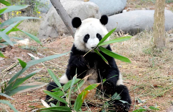 2010年3月15日 美国出生的大熊猫美兰在中国西南部四川省成都市成都大熊猫繁育研究中心吃竹子 — 图库照片