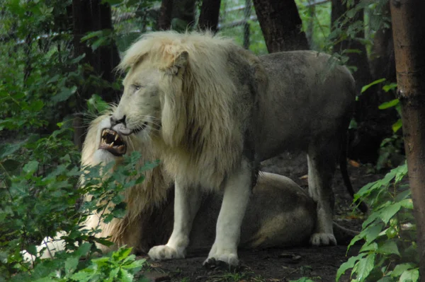 Два Льва Замечены Харбинском Зоопарке Северного Леса Харбине Северо Восточная — стоковое фото