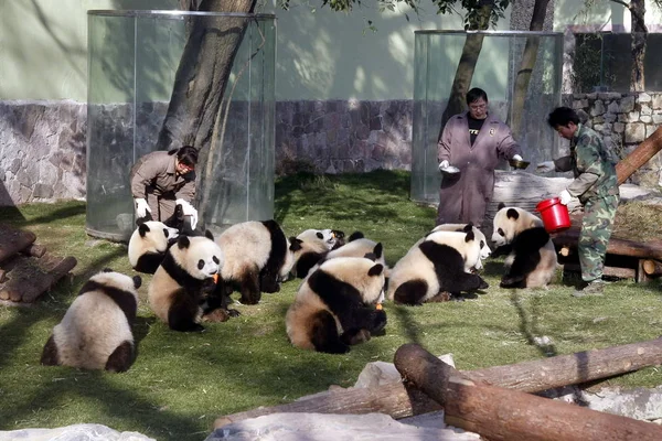 Criadores Chinos Miran Los Pandas Gigantes Para Expo 2010 Comiendo — Foto de Stock