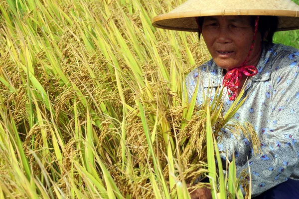 Eine Chinesische Bäuerin Erntet Reis Auf Ihrem Feld Peilan Dorf — Stockfoto