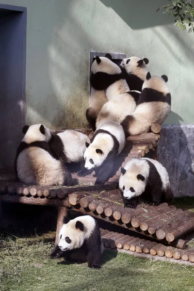 Die Riesenpandas Für Die Expo 2010 Spielen Shanghai Zoo Shanghai — Stockfoto