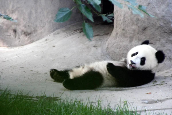 Ein Panda Kühlt Sich Bei Sengendem Wetter Schatten Forschungsstützpunkt Des — Stockfoto