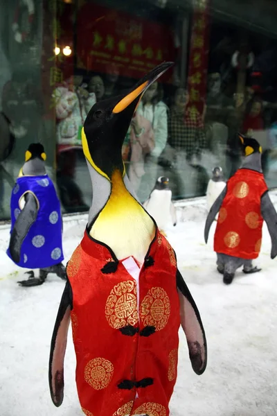 Китайские Посетители Смотрят Пингвинов Костюме Тан Традиционной Китайской Одежды Отпраздновать — стоковое фото