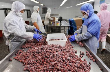 Chinese factory workers box frozen strawberries to be exported at the food processing plant of Rizhao Warner Food Co., Ltd. in Rizhao city, east Chinas Shandong province, 4 June 2010 clipart