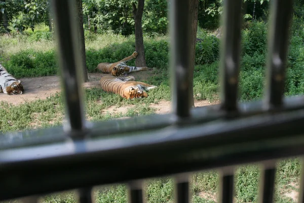 Los Tigres Ven Durmiendo Parque Animales Silvestres Qinling Xian Noroeste — Foto de Stock