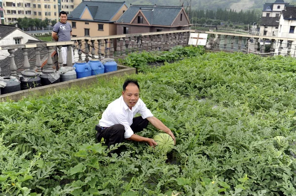 Chiński Rolnik Peng Qiugen Sprawdza Arbuzy Polu Arbuzu Dachu Jego — Zdjęcie stockowe