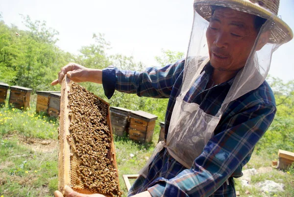 Apicultor Chino Controla Producción Miel Granja Abejas Ciudad Jiyuan Provincia — Foto de Stock