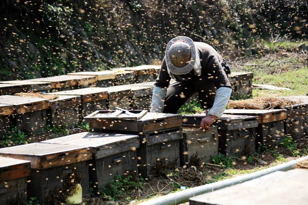 Ein Chinesischer Imker Überprüft Die Honigproduktion Auf Seiner Bienenfarm Der — Stockfoto