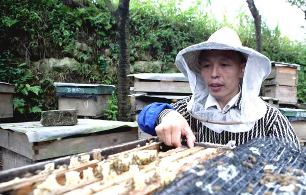 Ein Chinesischer Imker Öffnet Einen Bienenstock Zur Honigernte Der Stadt — Stockfoto