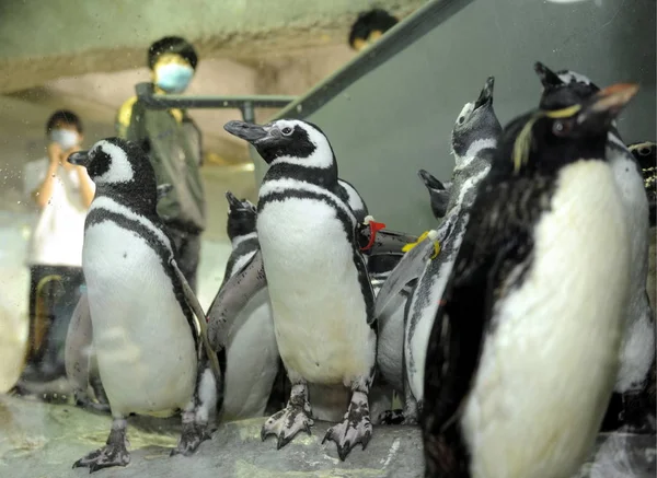 Магеллановых Пингвинов Видели Время Медицинского Осмотра Ханчжоу Полярный Океан Парк — стоковое фото