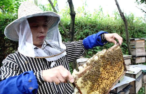 Een Chinese Imker Oogst Honing Huaying City Zuidwest Chinas Sichuan — Stockfoto