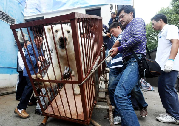 2010年9月26日 中国工人试图将一只北极熊搬进位于中国中部湖北省武汉市武汉东湖海洋世界的家中 — 图库照片
