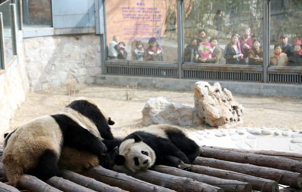 Turisták Nézd Meg Két Pandák Sichuan Pekingi 2008 Olimpiai Játékok — Stock Fotó