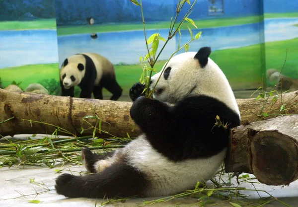 Los Pandas Gigantes Tuan Tuan Yuan Yuan Comen Bambúes Zoológico — Foto de Stock