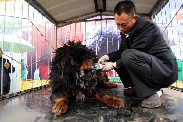 Trabajador Chino Alimenta Mastín Tibetano Con Agua Una Jaula Una — Foto de Stock