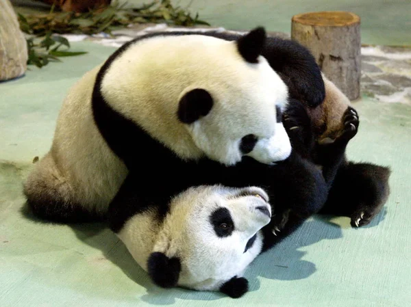 2009年2月1日 在中国台湾台北市的台北市动物园 大熊猫团团和圆园玩得很开心 — 图库照片