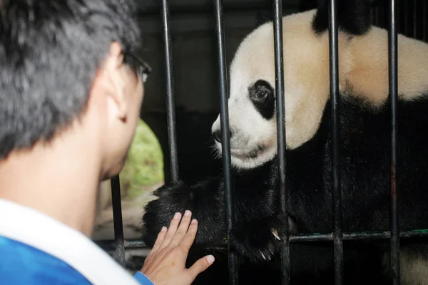 Čínský Návladní Navštěvuje Pandu Záchranného Výzkumného Střediska Shaanxi Wild Animal — Stock fotografie