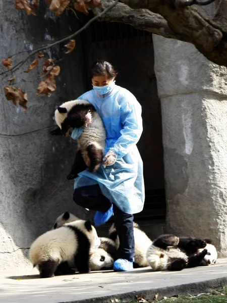 Egy Állattartó Tart Egy Panda Kölyök Karjában Chengdu Panda Tenyésztés — Stock Fotó