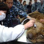 A Chinese veterinarian scans the right eye of an African lion before a surgery at Ningbo Youngor Zoo in Ningbo city, east Chinas Zhejiang province, Monday, 23 March 2009