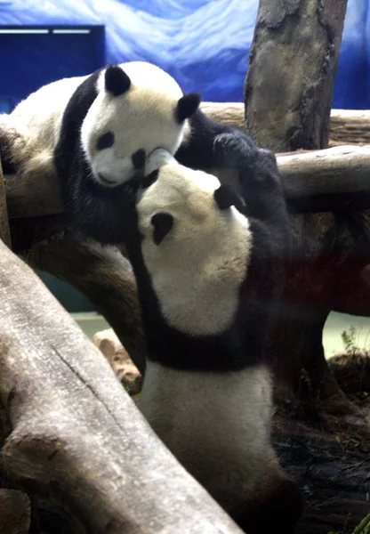 2009年3月2日 台湾台北市动物园大熊猫团团和圆园玩得很开心 — 图库照片