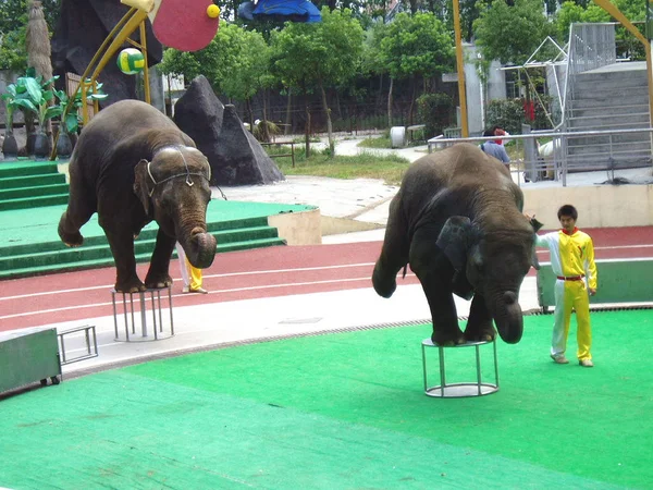 Plik Dwa Słonie Wykonać Podczas Występu Zwierząt Shanghai Wild Animal — Zdjęcie stockowe