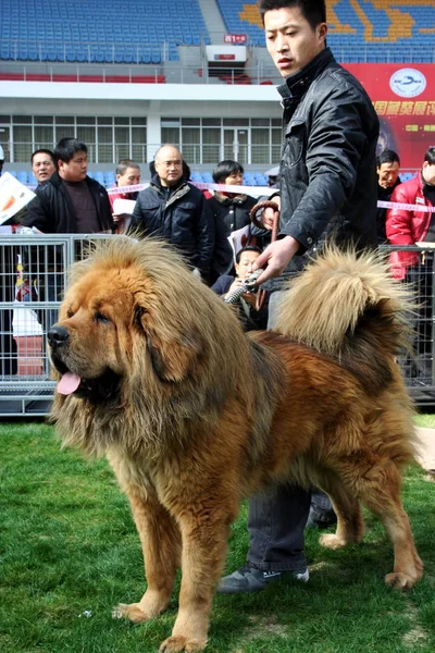 Cinese Mostra Suo Mastino Tibetano Alla 2009 Chinese Tibetan Mastiff — Foto Stock