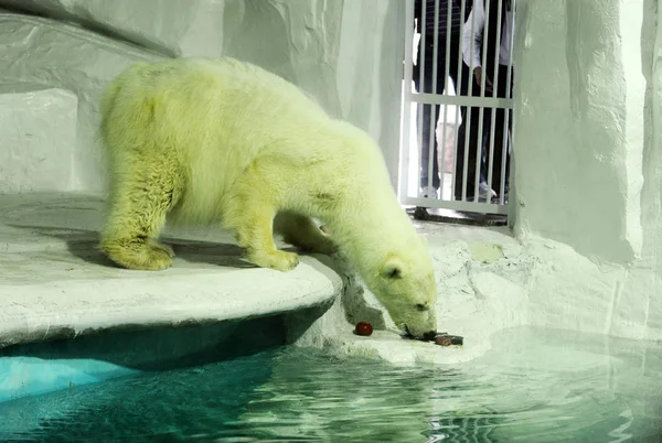 Orso Polare Mangia Cibo Nella Sua Casa Wuhan East Lake — Foto Stock