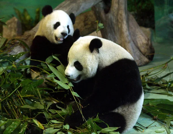 2009年1月31日 在台湾台北市动物园 大熊猫团团和袁元吃竹子 — 图库照片